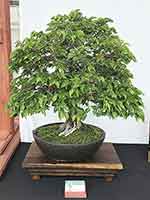 Korean Hornbeam